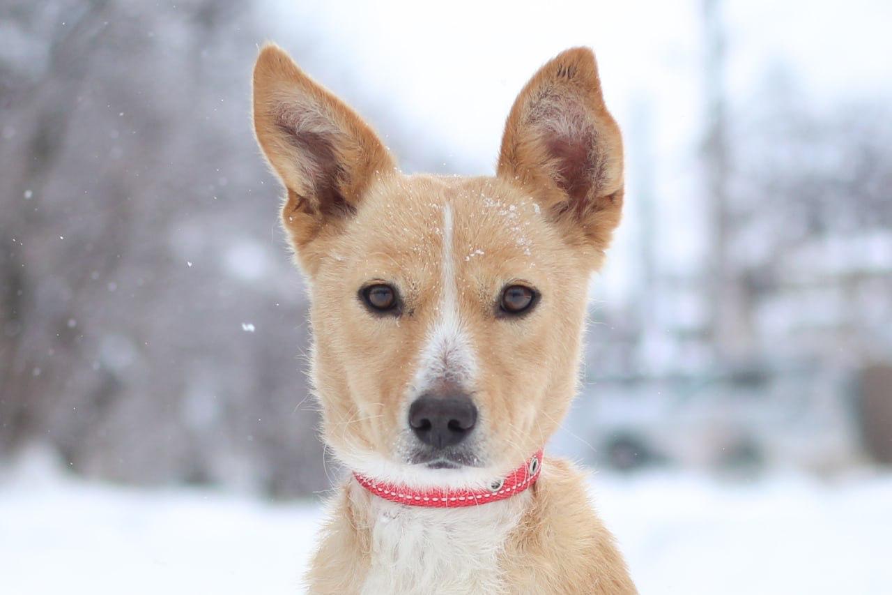 Chiens à adopter